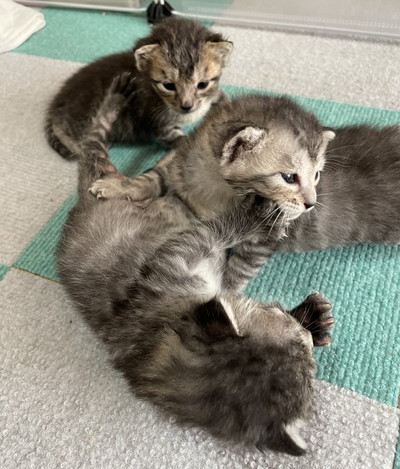 ネコちゃんたち