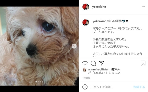 秋野暢子 小夏 マルプー レイチェル 犬 現在