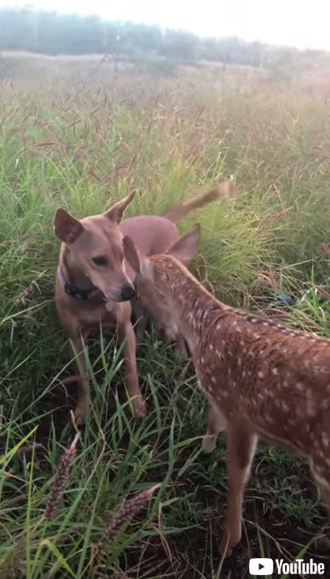 仲良く遊ぶ子鹿とワンコ