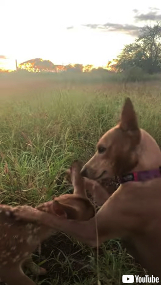 仲良く遊ぶ子鹿とワンコ