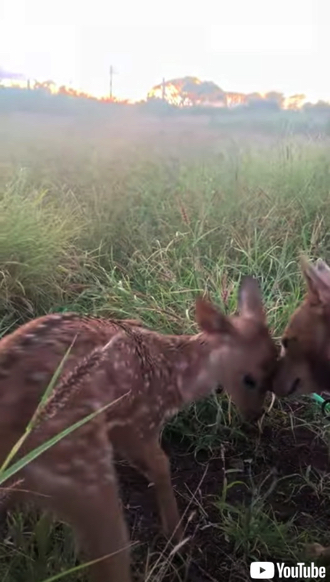 仲良く遊ぶ子鹿とワンコ