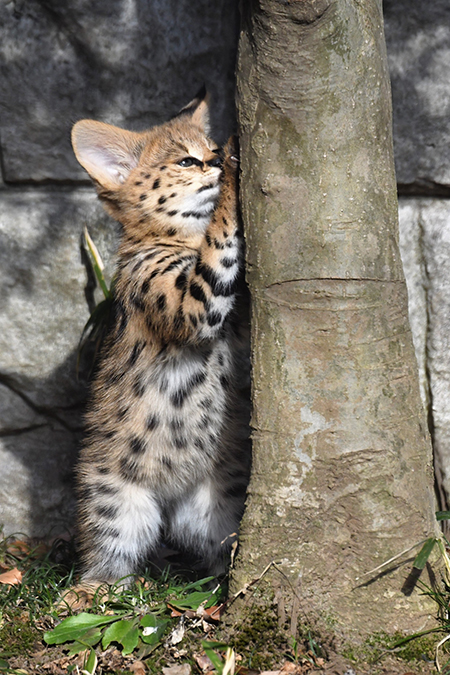 サーバルキャット