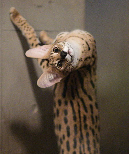 ステルさんトリミング