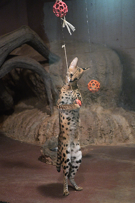 遊ぶステルさん