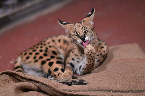 毛づくろいステルさん