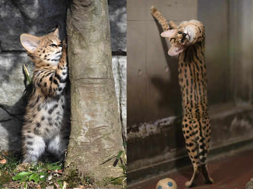 大人と子どもサーバル