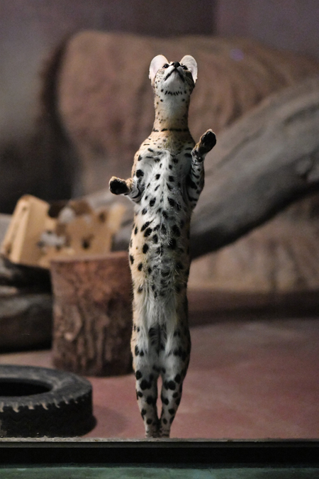 直立するステルさん