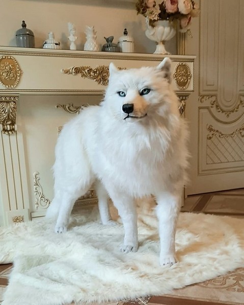 デカモフなオオカミが部屋でくつろいでいる……!? リアルすぎる