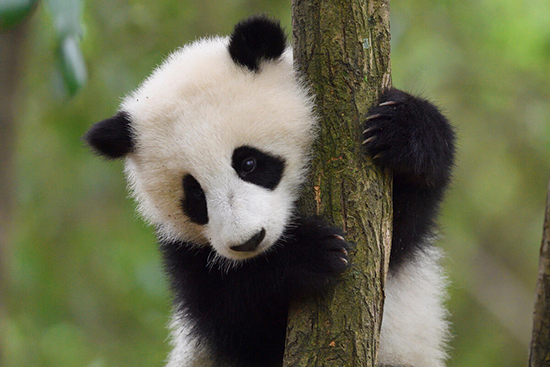 木登りをするジャイアントパンダの子ども