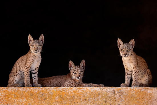スペインオオヤマネコのこども3匹