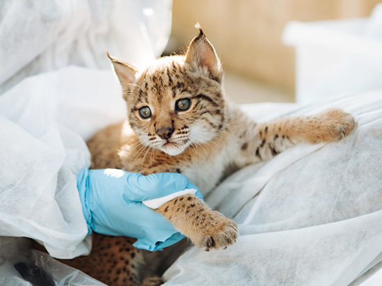 抱っこされるスペインオオヤマネコの子ども
