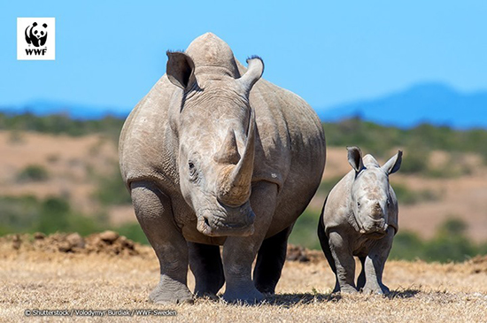 親子のシロサイ