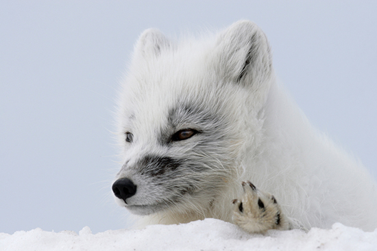 真剣な顔のホッキョクギツネ