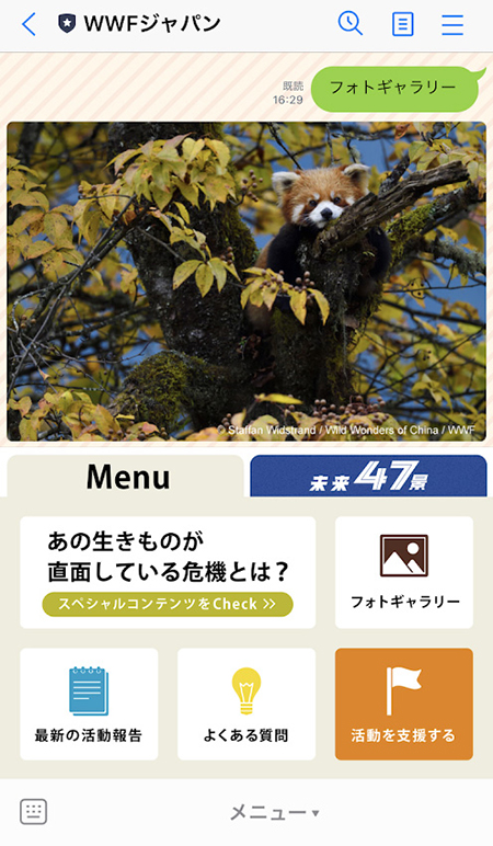 LINE・フォトギャラリーのレッサーパンダ