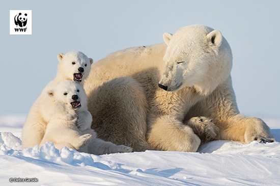 親子のホッキョククマ