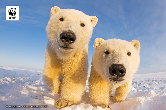 のぞきこむホッキョクグマ