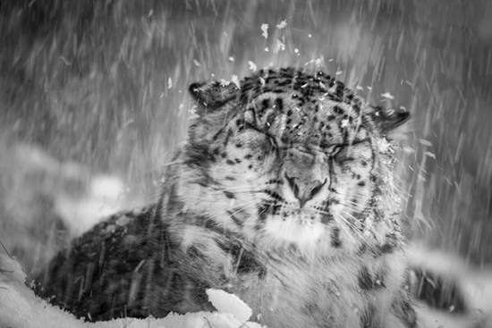 目をつむるユキヒョウ