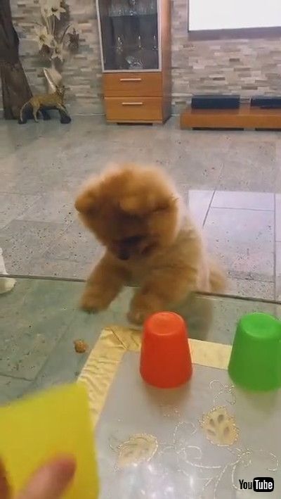「Pomeranian Plays Cup Game || ViralHog」