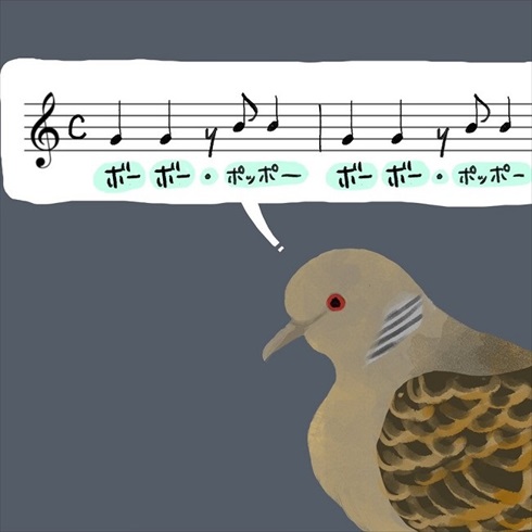 キジバトの鳴き方