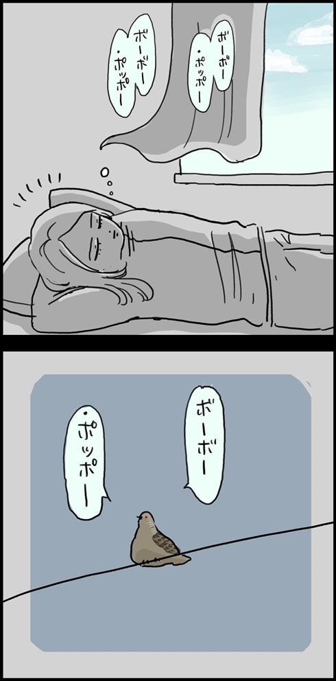 キジバトの鳴き方