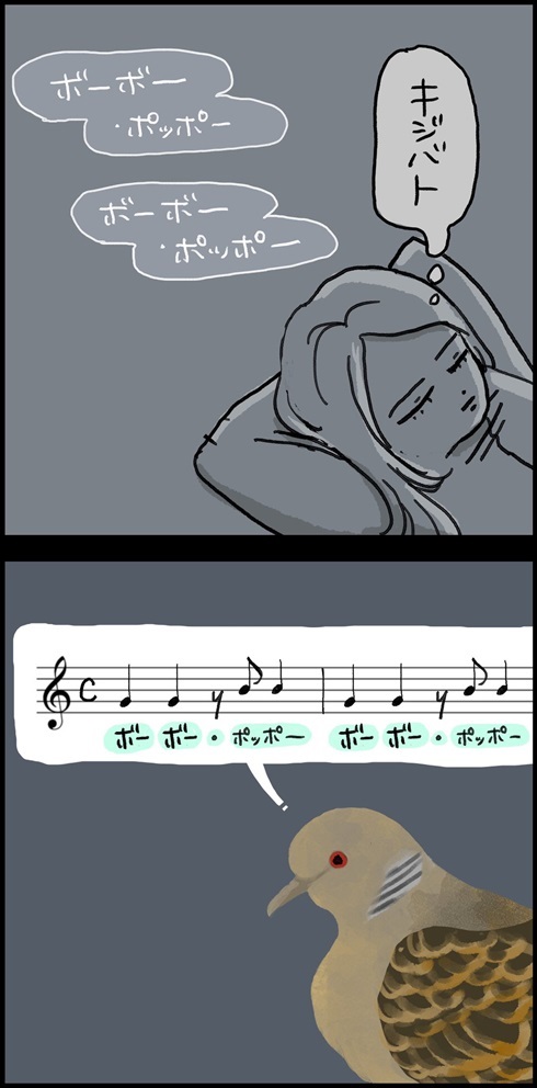 キジバトの鳴き方