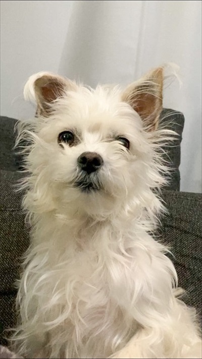 キジバトの鳴き方