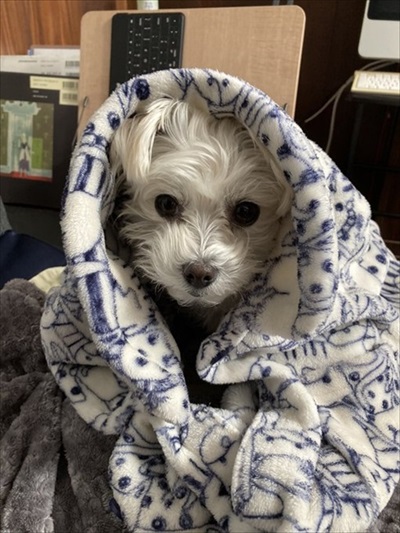 キジバトの鳴き方