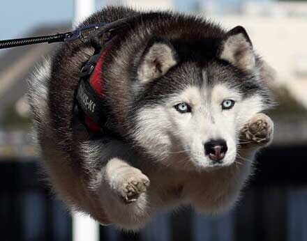 ハスキー ジャンプ 後ろ足 飛ぶ かわいい