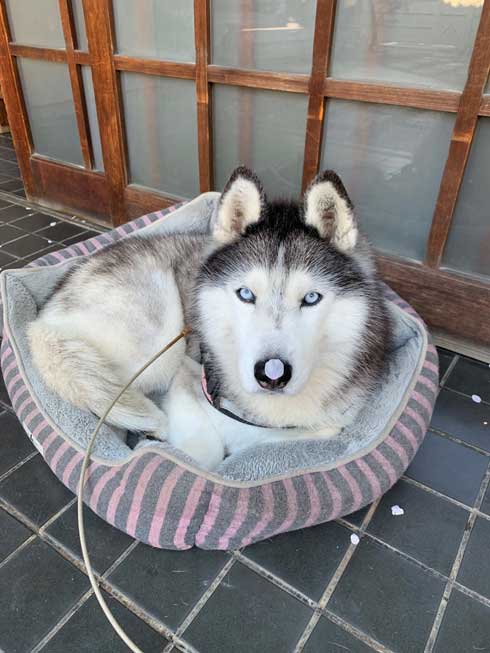 ハスキー ジャンプ 後ろ足 飛ぶ かわいい