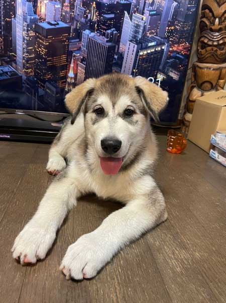 ハスキー ジャンプ 後ろ足 飛ぶ かわいい