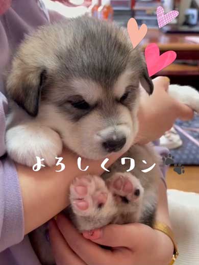 ハスキー ジャンプ 後ろ足 飛ぶ かわいい