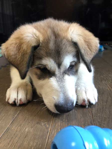 ハスキー ジャンプ 後ろ足 飛ぶ かわいい