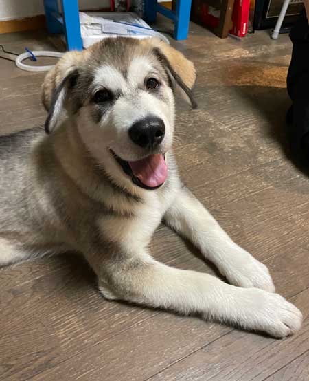 ハスキー ジャンプ 後ろ足 飛ぶ かわいい