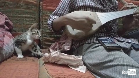 「Musical Instrument Makes Kitty Curious || ViralHog」