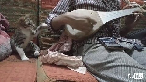 「Musical Instrument Makes Kitty Curious || ViralHog」
