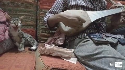 「Musical Instrument Makes Kitty Curious || ViralHog」