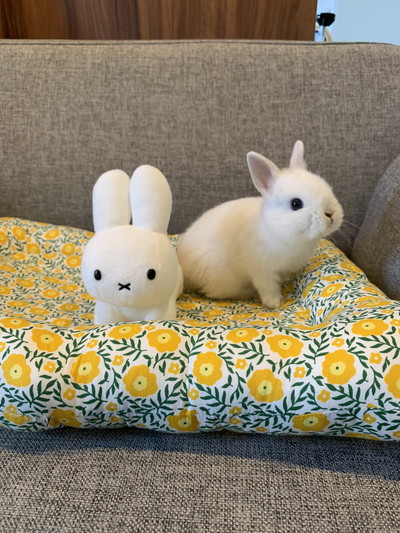 ミッフィーにそっくりみるくちゃん