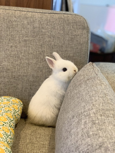 ミッフィーにそっくりみるくちゃん