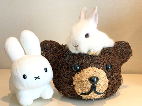 みるくちゃんいろいろ