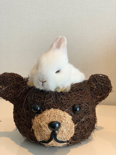 みるくちゃんいろいろ