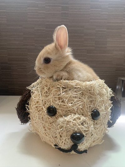 ぽっけくんもかわいい