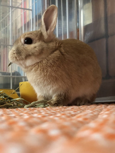 ぽっけくんもかわいい