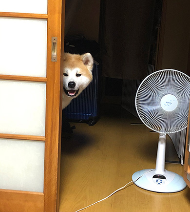秋田犬ぶん太さん