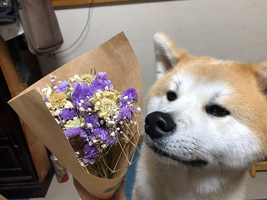 秋田犬ぶん太さん