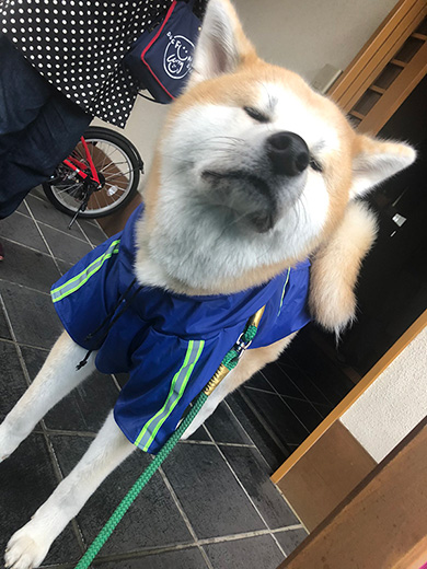 秋田犬ぶん太さん