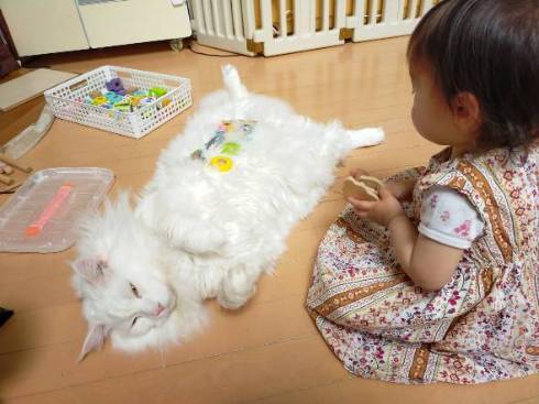 猫がベビーシッター