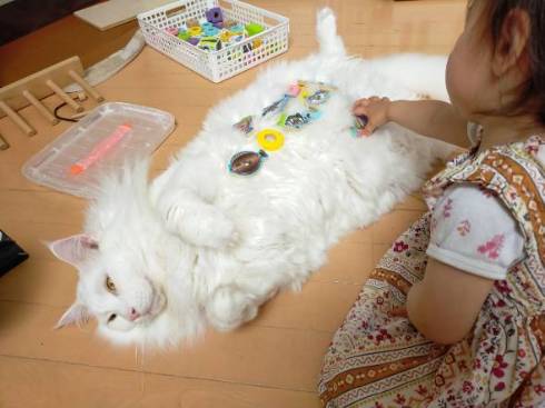 デカ猫 やしゅうさん トヨちゃん