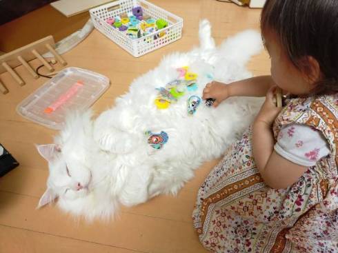 デカ猫 やしゅうさん トヨちゃん