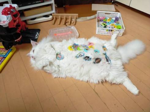 デカ猫 やしゅうさん トヨちゃん