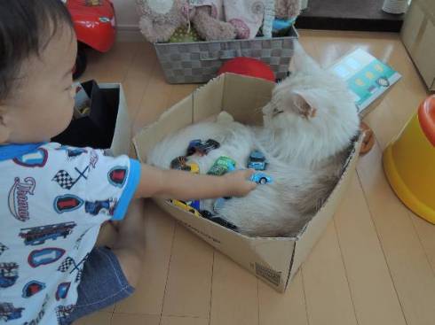 デカ猫 やしゅうさん トヨちゃん